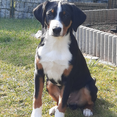 Balou